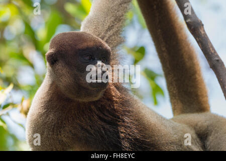 Brown woolly monkey also known as common woolly monkey or Humboldt's woolly monkey (Lagothrix lagotricha) Brazil Stock Photo