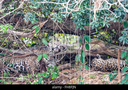 Two Jaguars(Panthera onca) sleeping, Cuiaba river, Pantanal, Mato Grosso, Brazil Stock Photo
