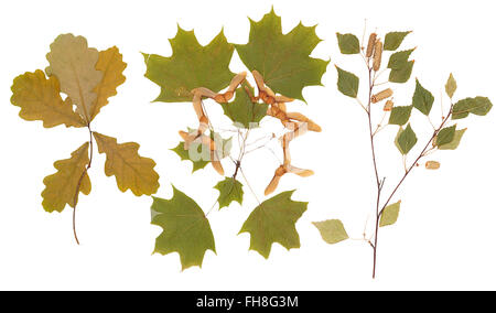 Herbarium set branches of oak, maple and birch leaves and seeds isolated Stock Photo