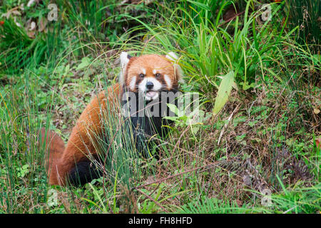 Red Panda (Ailurus fulgens), Sichuan Province, China Stock Photo