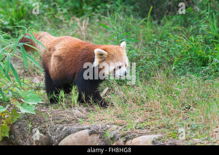 Red Panda (Ailurus fulgens), Sichuan Province, China Stock Photo