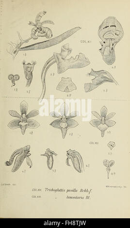 A botanical study featuring an illustration of orchids from Java ...