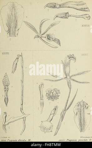Die Orchideen von Java, 1905, Javanese orchids, orchid species ...