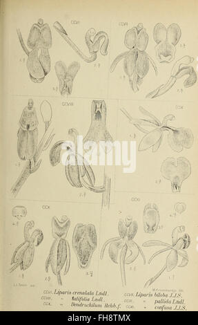 A 1905 work documenting the orchids of Java, detailing various species ...