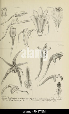 A detailed study of the orchids of Java, published in 1905, with ...