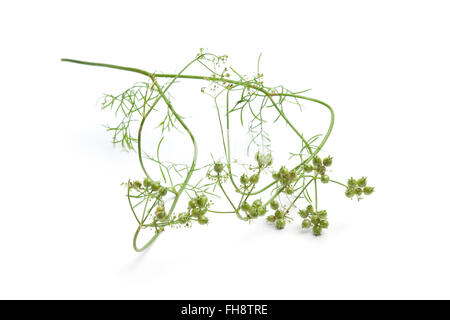 Fresh coriander seed on a sprig isolated on white background Stock Photo