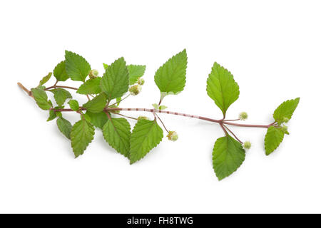 Sprig of flowering aztec sweet herb on white background Stock Photo