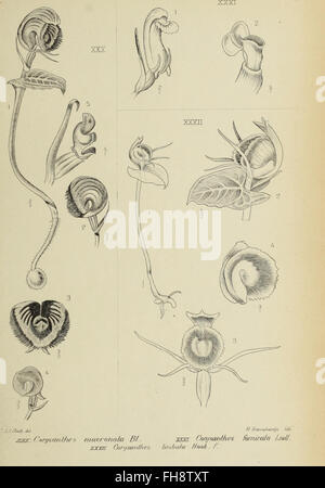 Die Orchideen von Java, 1905, Javanese orchids, orchid species ...