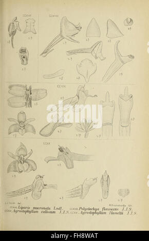 A detailed illustration of an orchid from Java, showcasing the unique ...