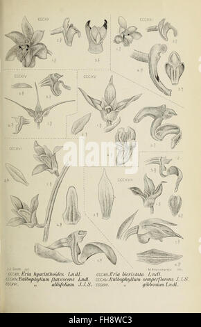 The Orchids of Java - figure 1 Stock Photo - Alamy