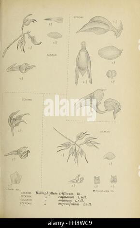 A botanical study on the orchids of Java, featuring an illustration ...