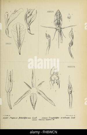 'Die Orchideen von Java - fig. 4' is an illustration of Java orchids ...