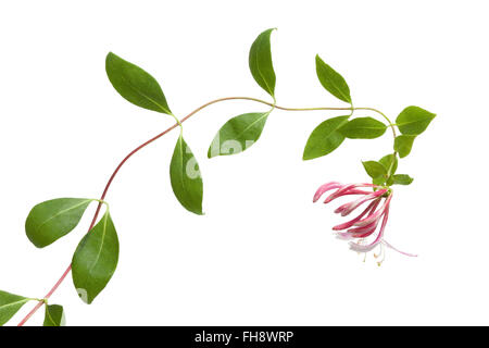 Flowering pink Honeysuckle isolated on white background Stock Photo