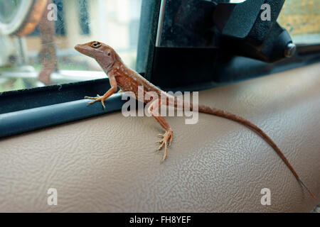 A brown anole (Anolis sagrei), also known as the Bahaman anole or De la Sagra's Anole, on a truck door arm rest looking out Stock Photo