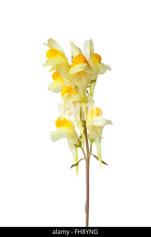 Fresh flowering yellow Common Toadflax close up isolated on white background Stock Photo