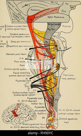 Diseases of the nervous system - a text-book of neurology and psychiatry (1915)