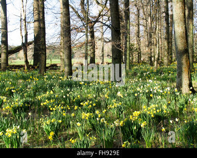 Yellow daffodils growing wild amongst a wooded area. Stock Photo