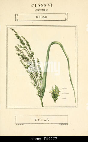 A scientific text focusing on the classification and characteristics of ...