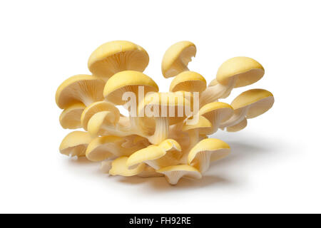 Fresh raw yellow oyster mushrooms on white background Stock Photo