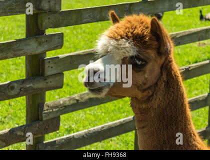 Llama alpaca Stock Photo