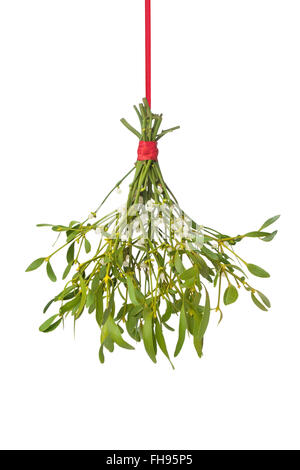 Twig of fresh mistletoe isolated on white background Stock Photo - Alamy