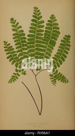 Ferns- British and exotic Stock Photo