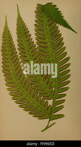 Ferns- British and exotic Stock Photo