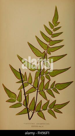 Ferns- British and exotic Stock Photo