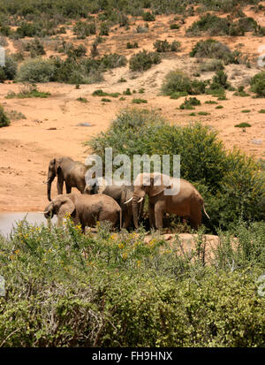 African elephants (Loxodonta africana) approach waterhole in Addo Elephant National Park, South Africa. Stock Photo