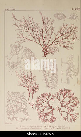 A botanical work detailing the algae species of Japan, with ...