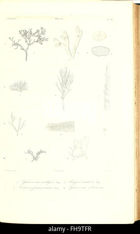 Icones plantarum in flora Cubana descriptarum Stock Photo