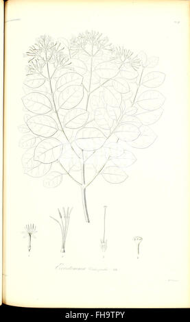 Icones plantarum in flora Cubana descriptarum Stock Photo