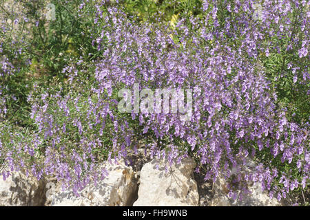 Oriental germander Stock Photo