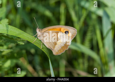 Meadow brown (Maniola jurtina) butterfly sitting on a grass blade in shadows of summer herbs