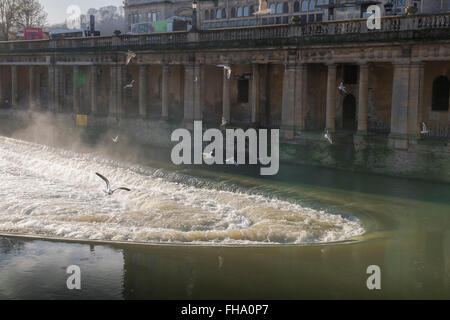 Pulteney Weir Bath UK, view of seagulls flying around the Pulteney Weir in the centre of the city of Bath, Somerset, England. Stock Photo