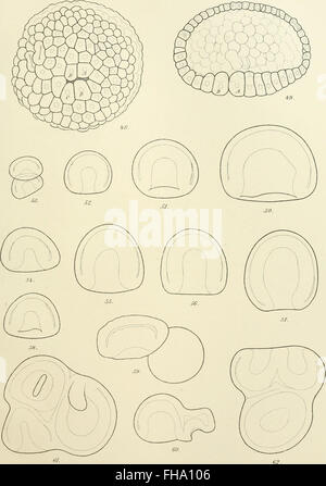 The 'Journal of Morphology' (1893) is a scientific publication focusing ...