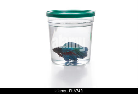 Blue Siamese fighting fish in fish container Stock Photo
