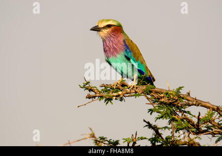 Lilac Breasted Roller perched on the top of a tree Stock Photo