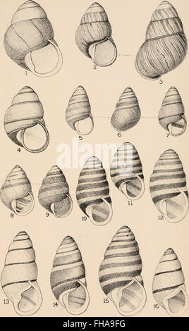 An 1892 manual on conchology, detailing the structure and ...