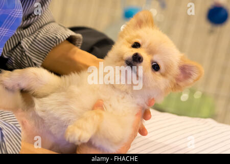 serendipity pomeranian bath towels