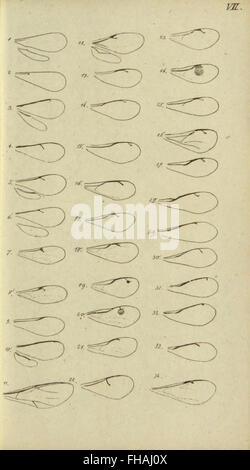 Nomenclator Entomologicus: A European entomological reference work ...