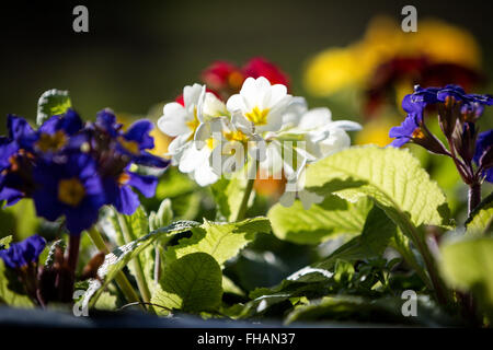 A colourful display of spring flowers in a public park in Northampton Stock Photo