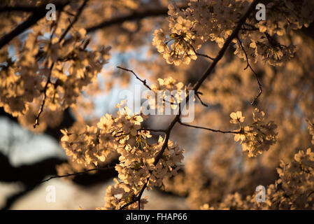 WASHINGTON DC, USA - Close-up shot of the flowers of the famous cherry blossoms in Washington DC. Stock Photo