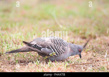 Crested Pigeon (Ocyphaps lophotes) on a dry lawn in Victor Harbor, South Australia, Australia. Stock Photo