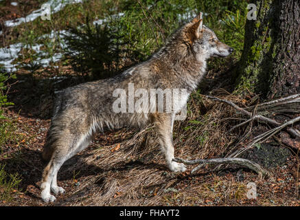 Solitary gray wolf / grey wolf / timber wolf (Canis lupus) in forest with melting snow in spring Stock Photo