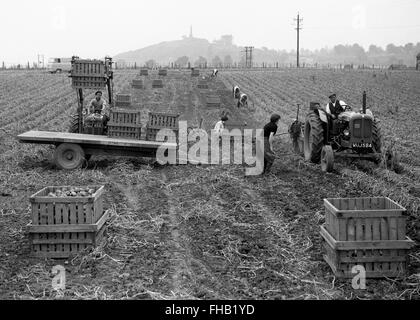 Potato harvesting picking at Lilleshall in Shropshire 1950s