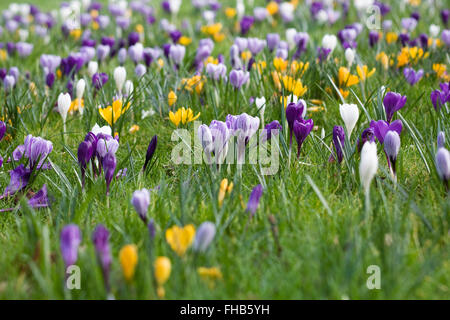 Spring crocuses growing in grassland. Stock Photo