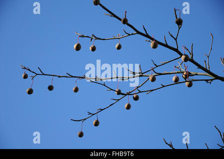 Davidia involucrata, Dove tree, with fruits Stock Photo