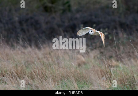 Barn Owl-Tyto alba hunts. Winter. Uk Stock Photo