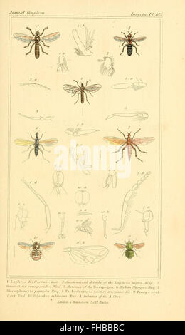 The animal kingdom, arranged according to its organization, serving as ...